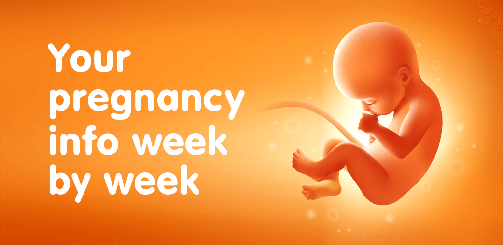 Pregnancy Tracker Week by Week