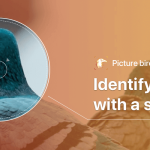 Picture Bird – Bird Identifier