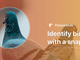 Picture Bird – Bird Identifier