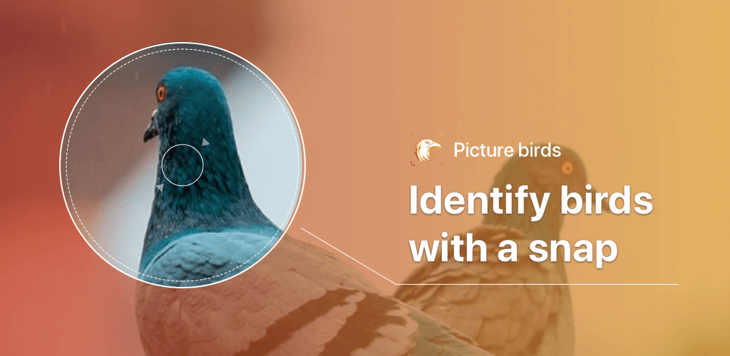 Picture Bird – Bird Identifier