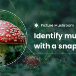 Picture Mushroom – Mushroom ID